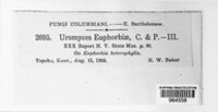 Uromyces euphorbiae image